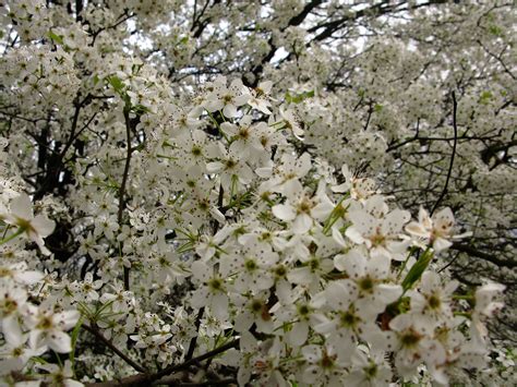 white flowering trees photos.